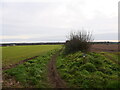 Footpath beside winter cereal crop in NR28 9UA