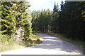 Logging road, Allean Forest in PH16 5NR