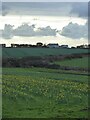 Early daffodils at Brea Farm in TR19 6JB