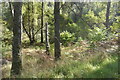 Woodland near the Clunie Dam, Strath Tummel in PH16 5RH