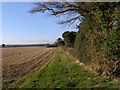 Edge of field, Martin in SP6 3LT