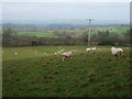 Sheep by the Poacher's Pocket in BS39 5QQ