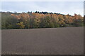Autumn colours across a field in TN13 2NN