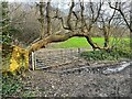 Fallen tree and gate by St Helen's Park Road in TN34 2RD