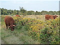 Heathland at Trinity Hill Local Nature Reserve with grazing cattle in EX13 5SL