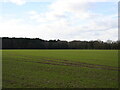 Winter cereal crop with North Walsham Wood in background in NR28 0JQ