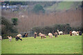 Ilfracombe : Grassy Field & Alpacas in EX34 8LL