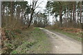 Track, Hemsted Forest in TN17 3PB