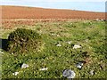 Moorland above Nantyroffeiriad in LD2 3HX
