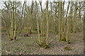Coppicing, Spencer's Shaw in TN17 2AB