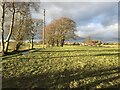 Fields and Coppices near Leadendale in ST15 8WF