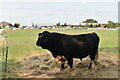 Lone bull at Jimmy's Farm in IP9 2AP
