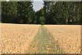 Footpath through wheat in TN12 9QJ