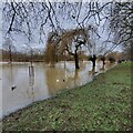 The Great Ouse in Flood - Boxing Day 2020 in MK41 9DJ