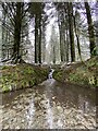 Forest stream in CF43 3EY