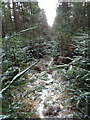 Forest Path in Trochehill Wood in IV32 7LN