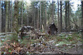 Fallen Trees in IV32 7LN