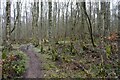 Path through Bishops Wood, Magus Muir, Strathkinness in KY16 9SA