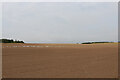 A line of seabirds gathered on tilled soil near West Mains, Angus in DD11 5SP