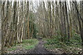 Track, Hemsted Forest in TN17 4AJ