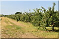 Apple orchard in TN12 9ST