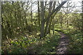 Woodland path beneath North Berwick Law in EH39 5NX