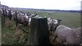 Very Inquisitive Sheep at Balgreen Trig Point in EH54 9HU