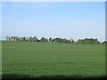 Field near Findowrie in DD9 6RF
