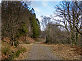 Forestry road in Inverinan Forest in PA35 1HG