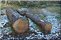 Large Logs in IV30 8LX