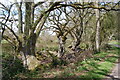 Pollard Oaks. Moors Valley Country Park in BH24 2ET