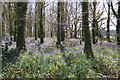 Bluebells in small Beech plantation in SP6 3PZ