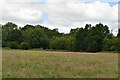 Meadow and Beechen Wood in TN22 5QD
