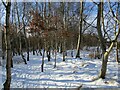 Young trees in the snow, Greenhead Moss in ML2 8HF