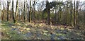 Kelhead Wood in DG12 5RL