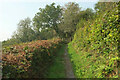 Bridleway into Overbrent Wood in TQ10 9EQ