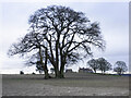 Copse in a barren field in HR9 5SN