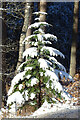 Snow-covered Conifer in IV32 7PQ
