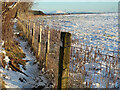 Boundary fence of Carscallan Quarry, Quarter in ML3 7UZ