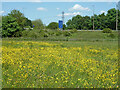Field with buttercups by the M1 in HA7 4UY