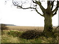 An Owmby Wold Lane Tree in DN38 6AG