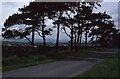 Pine trees beside a road near Raisbeck in CA10 3SG