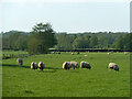 Sheep, field west of A29 Bury Road in RH20 1HE