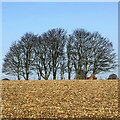 Clump of trees east of Church Road in BN8 5DH
