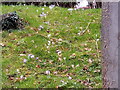 View of crocuses on a bank next to Woodford Avenue in IG5 0HX