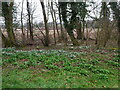 Snowdrops at rear of Church of St. Peter Smallburgh in NR12 9NA