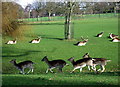 Running deer in Golders Hill Park in NW3 7HD