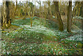 Snowdrops in the Woods in RG8 0SH