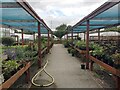 Shrubs and perennials for sale, Leasowes Nursery, Green Lane, south Coventry in CV3 6EQ