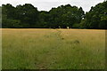 Footpath through a meadow in TN22 3YE